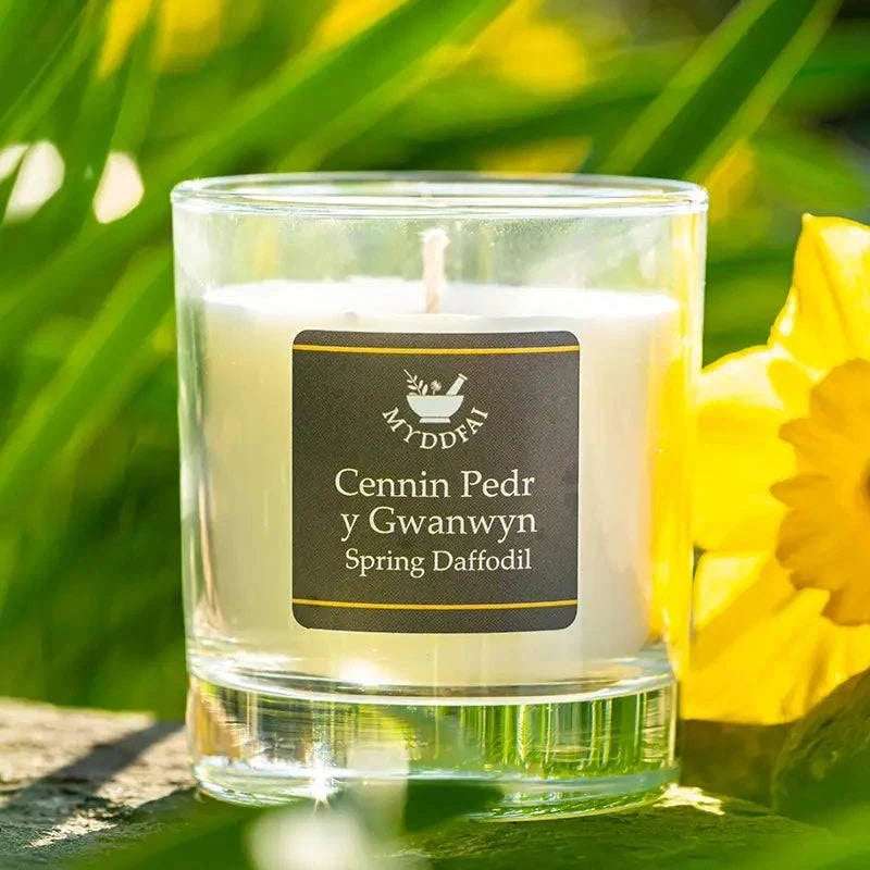 Spring daffodil candle