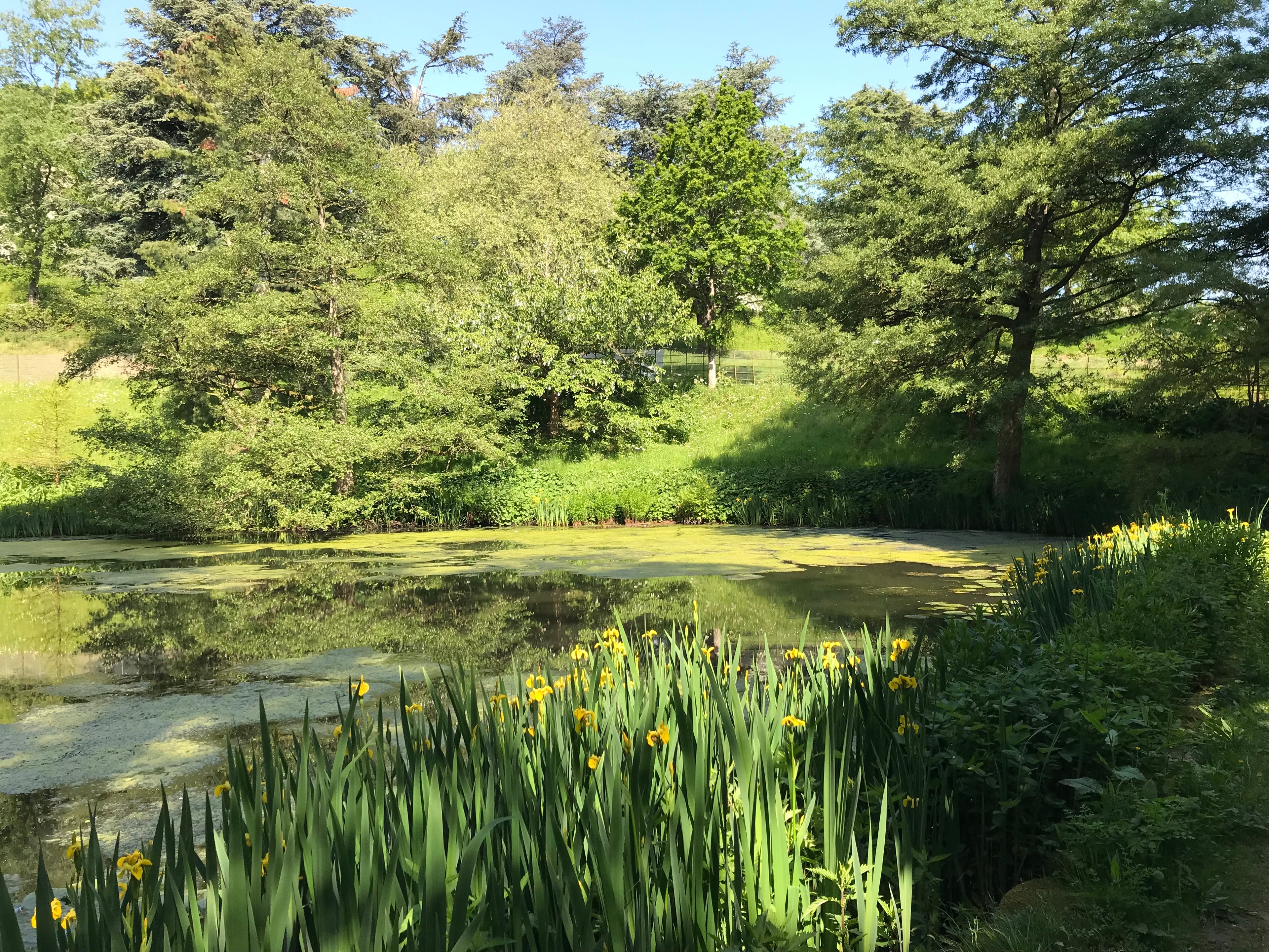 Stable pond Powis castle